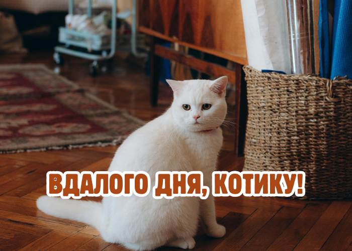 чудового дня котику