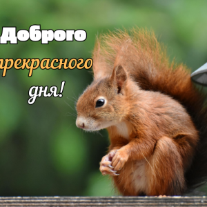 Доброго дня картинки українською