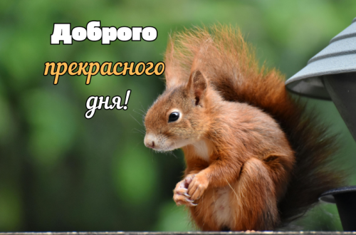 Доброго дня картинки українською
