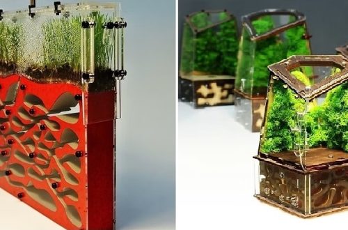 Чому мурашині ферми з маркетплейсів убивають комах та отруюють повітря в дитячих кімнатах