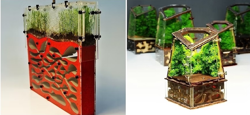 Чому мурашині ферми з маркетплейсів убивають комах та отруюють повітря в дитячих кімнатах